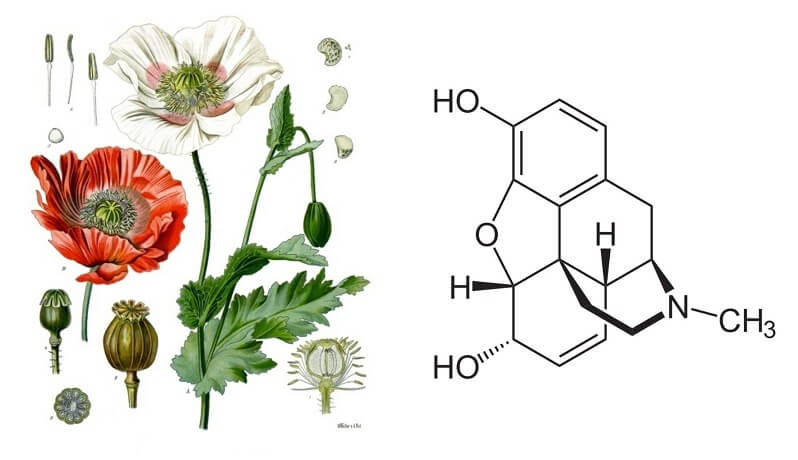 Morfina obtenida de la Papaver somniferum