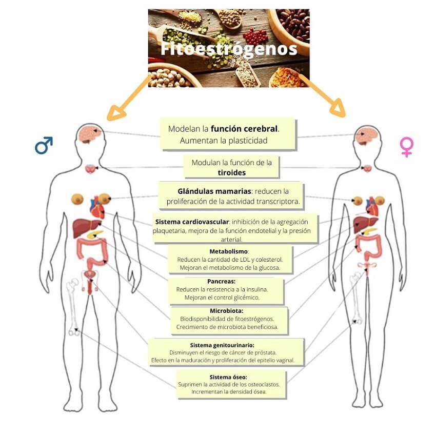 Efectos terapéuticos de fitoestrógenos