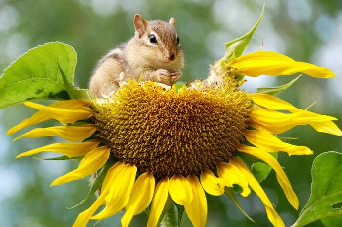 Girasol y ardilla