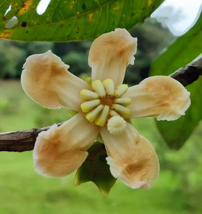 Bellucia pentamera