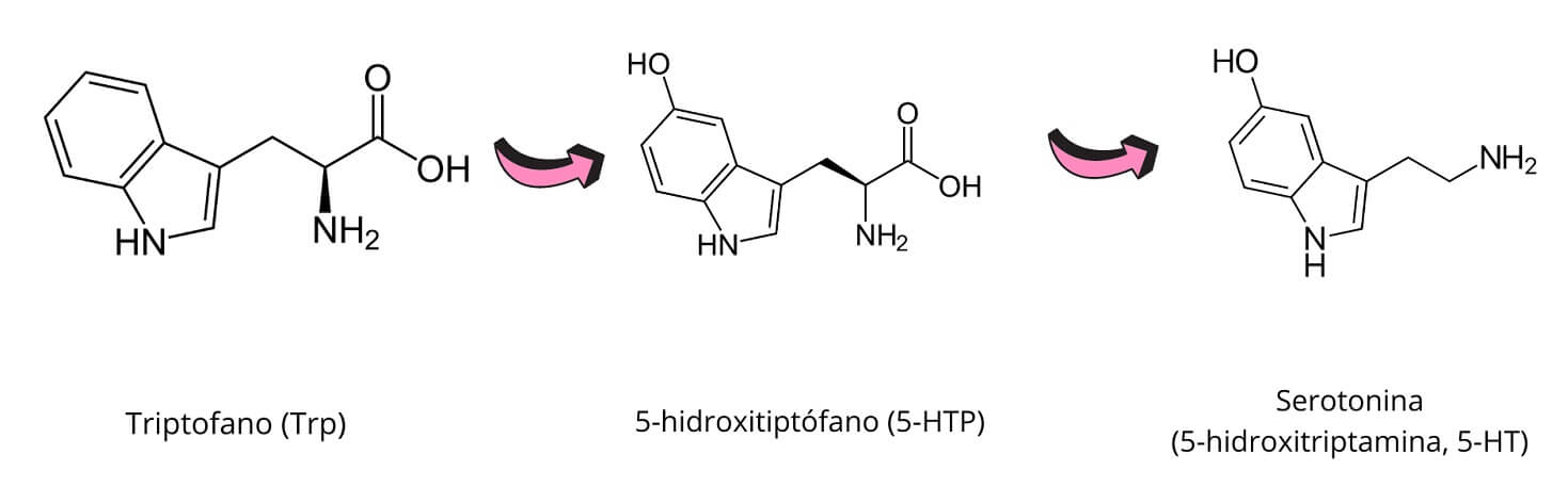 Síntesis de la serotonina