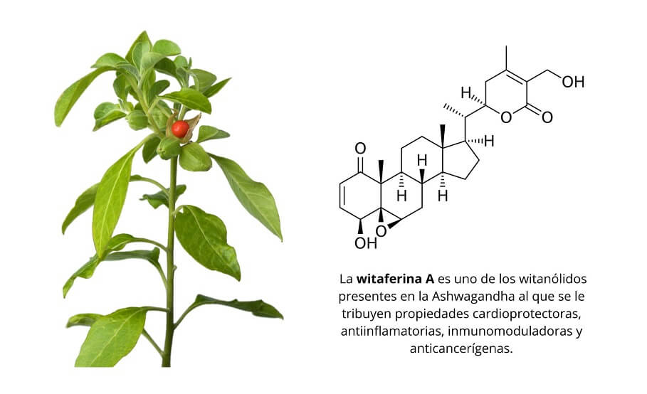 Witafenina A principio activo de la Ashwagandha