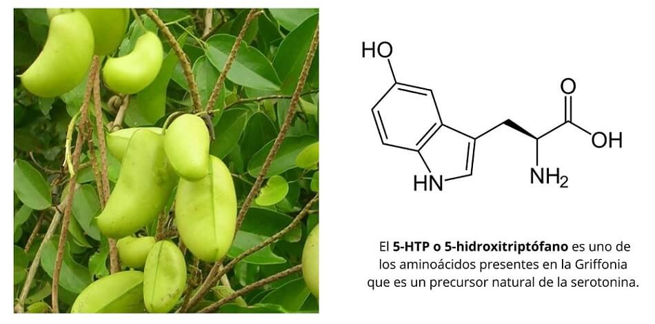 Semillas de Griffonia y 5-HTP