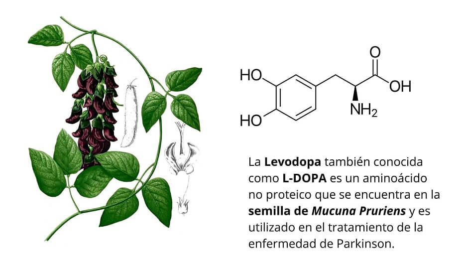 Levodopa en la Mucuna pruriens