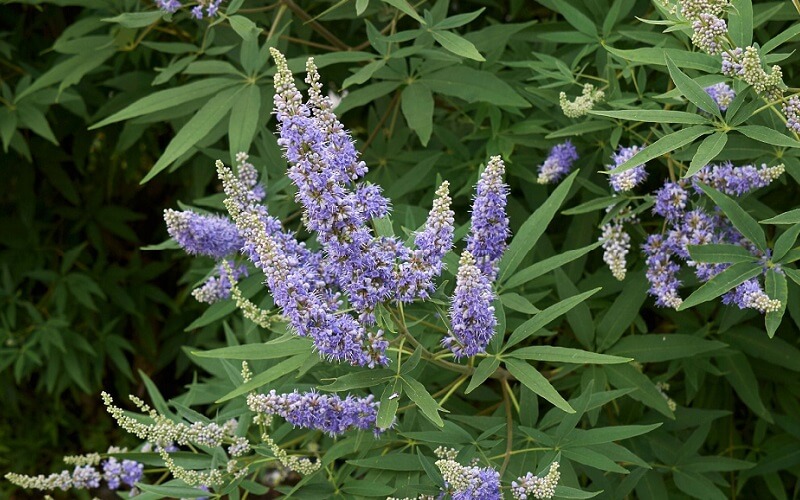 Vitex agnus-castus