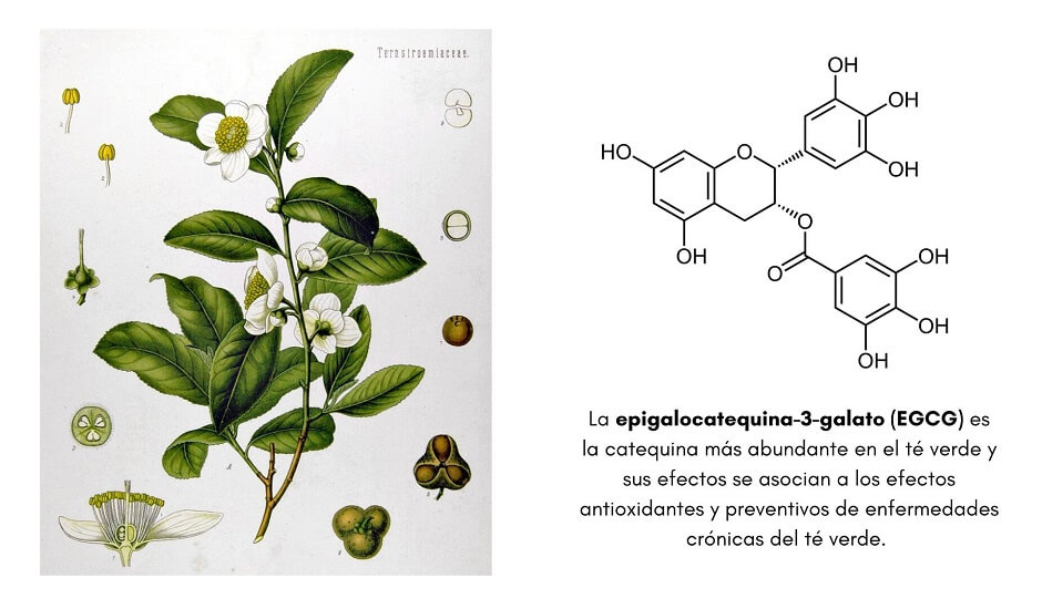 Epigalocatequina-3-galato (EGCG)