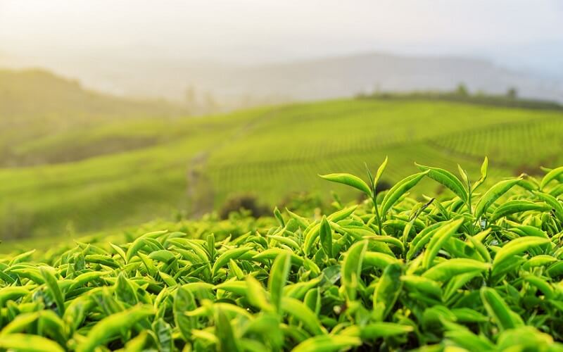 Té verde (Camellia sinensis)