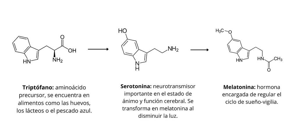 Síntesis de la melatonina