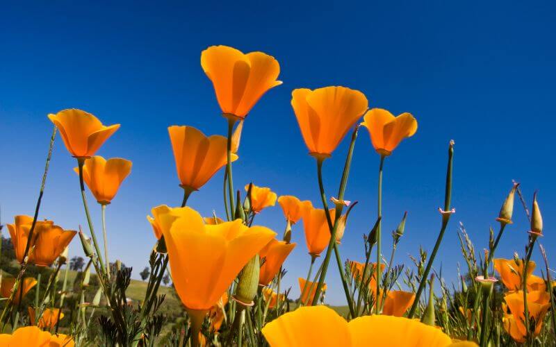 Amapola de california (Eschscholzia californica)