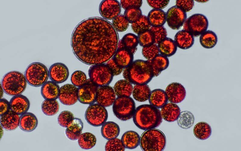 Haematococcus pluvialis