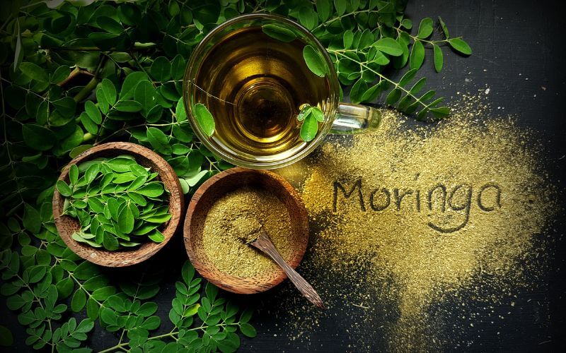 Moringa oleifera