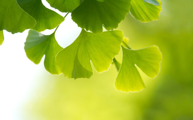 Ginkgo biloba