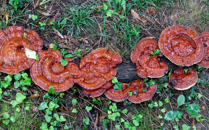 Hongo Reishi (Ganoderma lucidum)