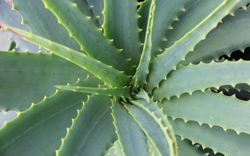 Propiedades medicinales Aloe vera