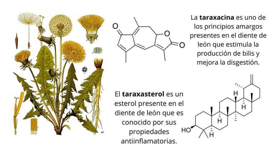 Principios activos del diente de león