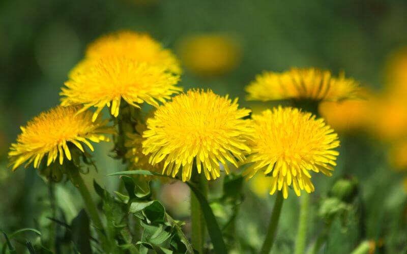 Diente de león (Taraxacum officinale)