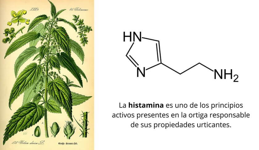 Histamina presente en la ortiga