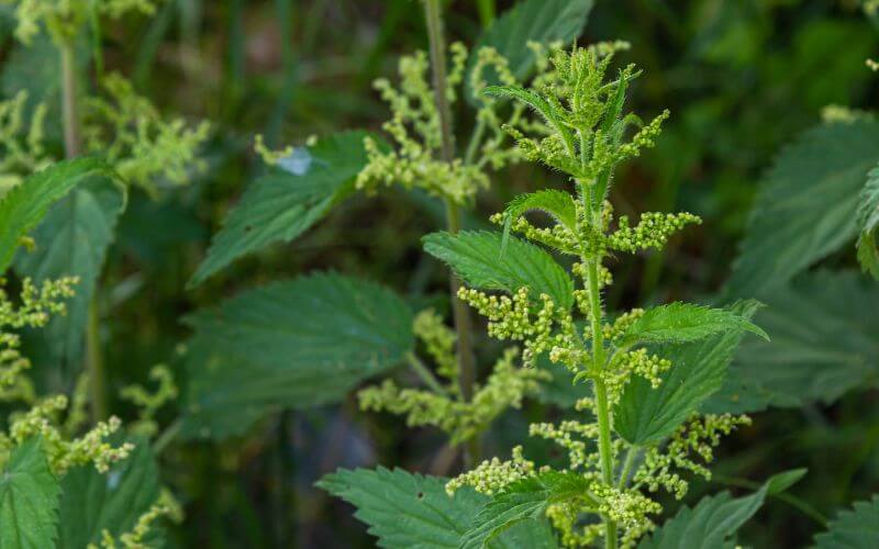 Ortiga (Urtica dioica)